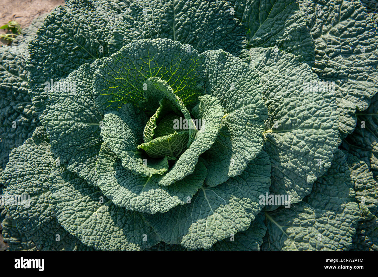 Sabeada Tree Sabauda Stock Photos & Sabauda Stock Images - Alamy