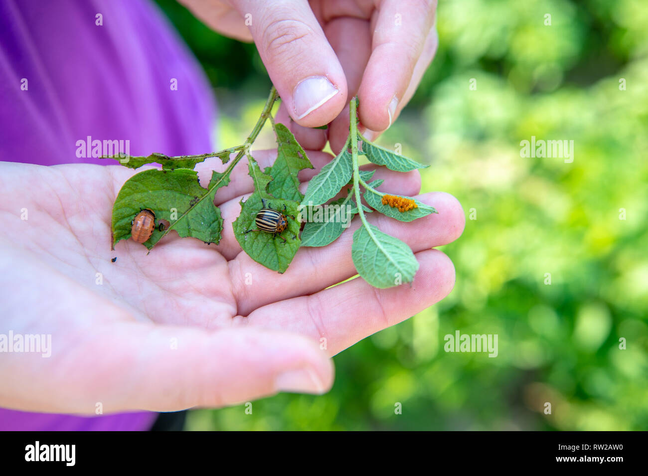Hand holding leaves with the three life stages, eggs, larvae and mature, of a of a Colorado potato beetle (Leptinotarsa decemlineata), Sieradz, Łódź V Stock Photo