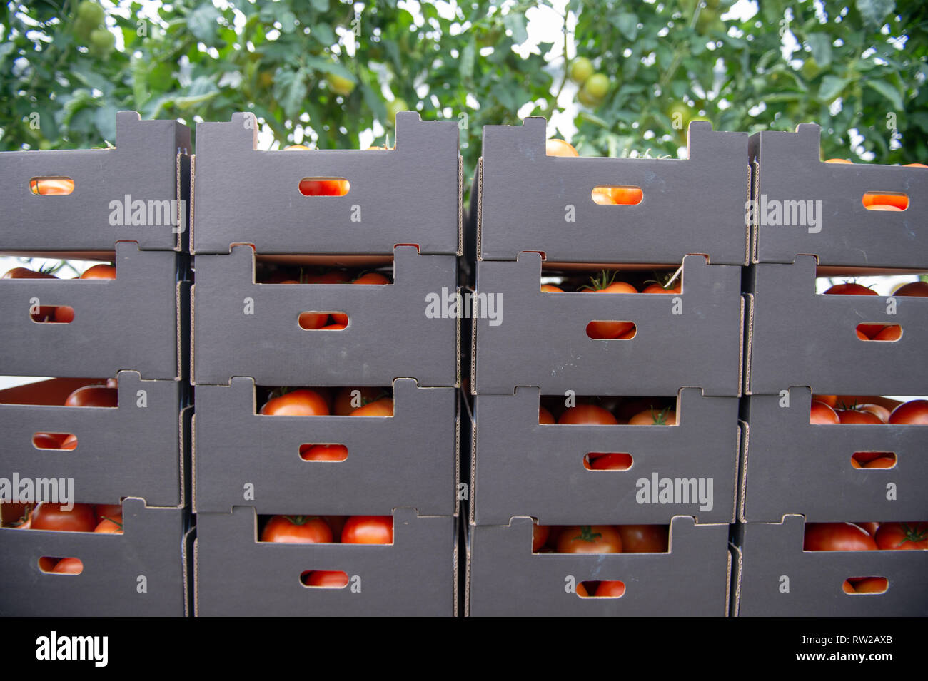 Stacked crates of harvested hydroponically grown tomatoes, Kutno,  Łódź Voivodeship, Poland Stock Photo