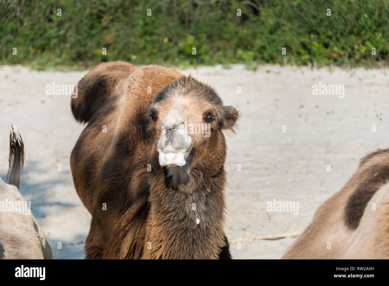 Veszprem zoo* hi-res stock photography and images - Alamy