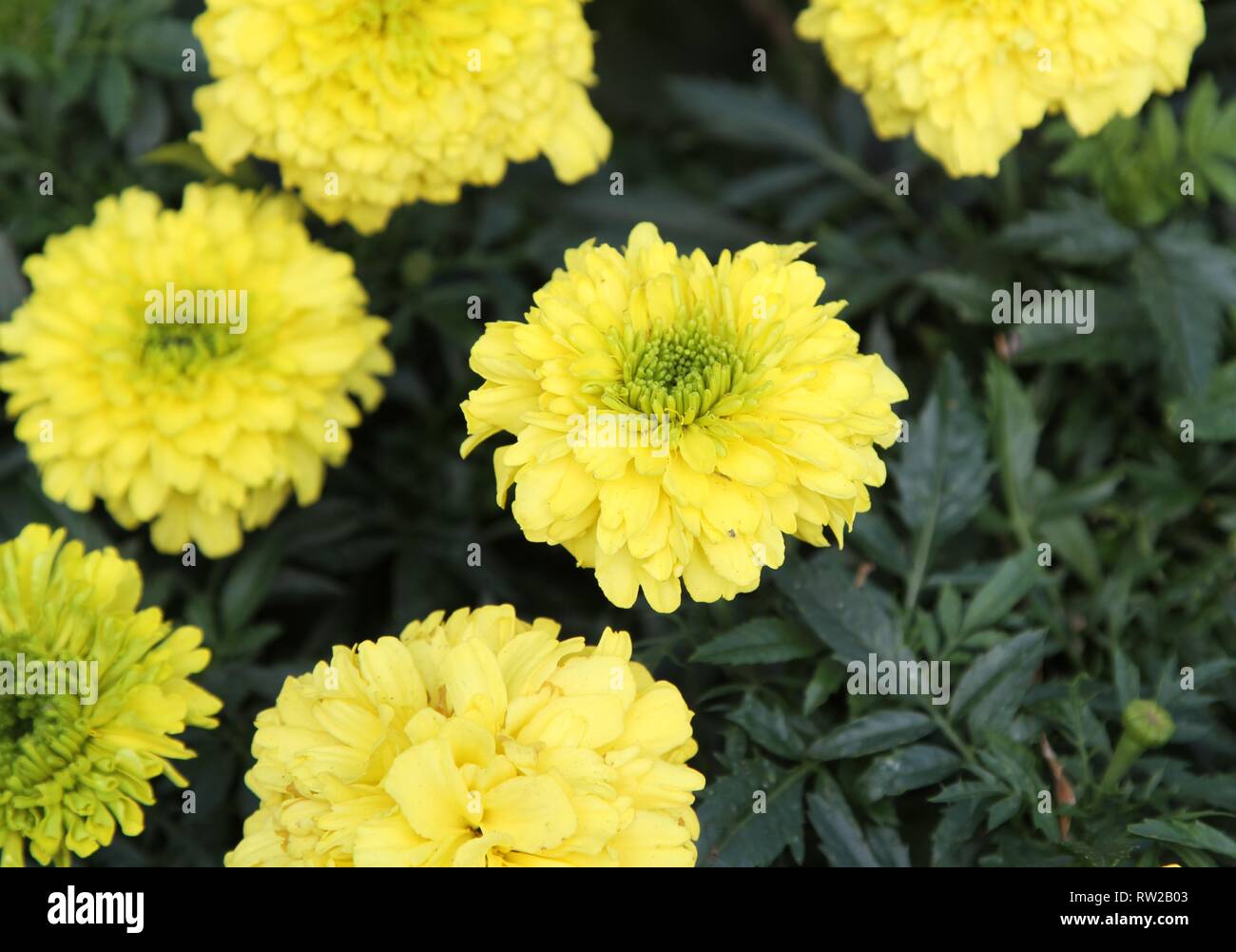 Yellow marigolds growing in a garden Stock Photo