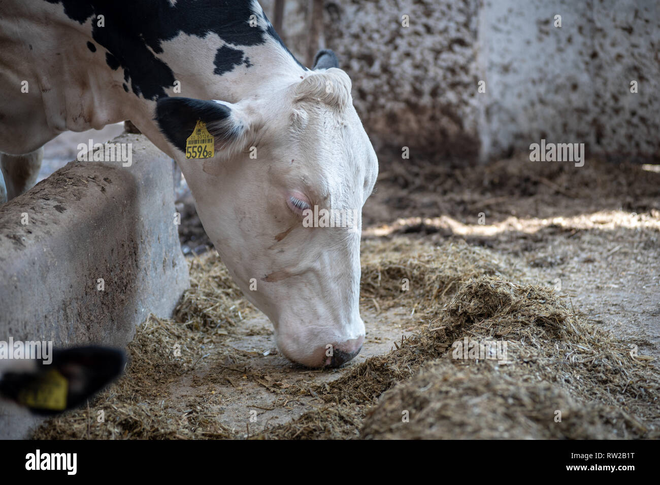 Close up of a dairy cows head as it eats feed off the ground at a Dairy Farm. -Sławkowo, Kuyavian-Pomeranian Voivodeship, Poland Stock Photo