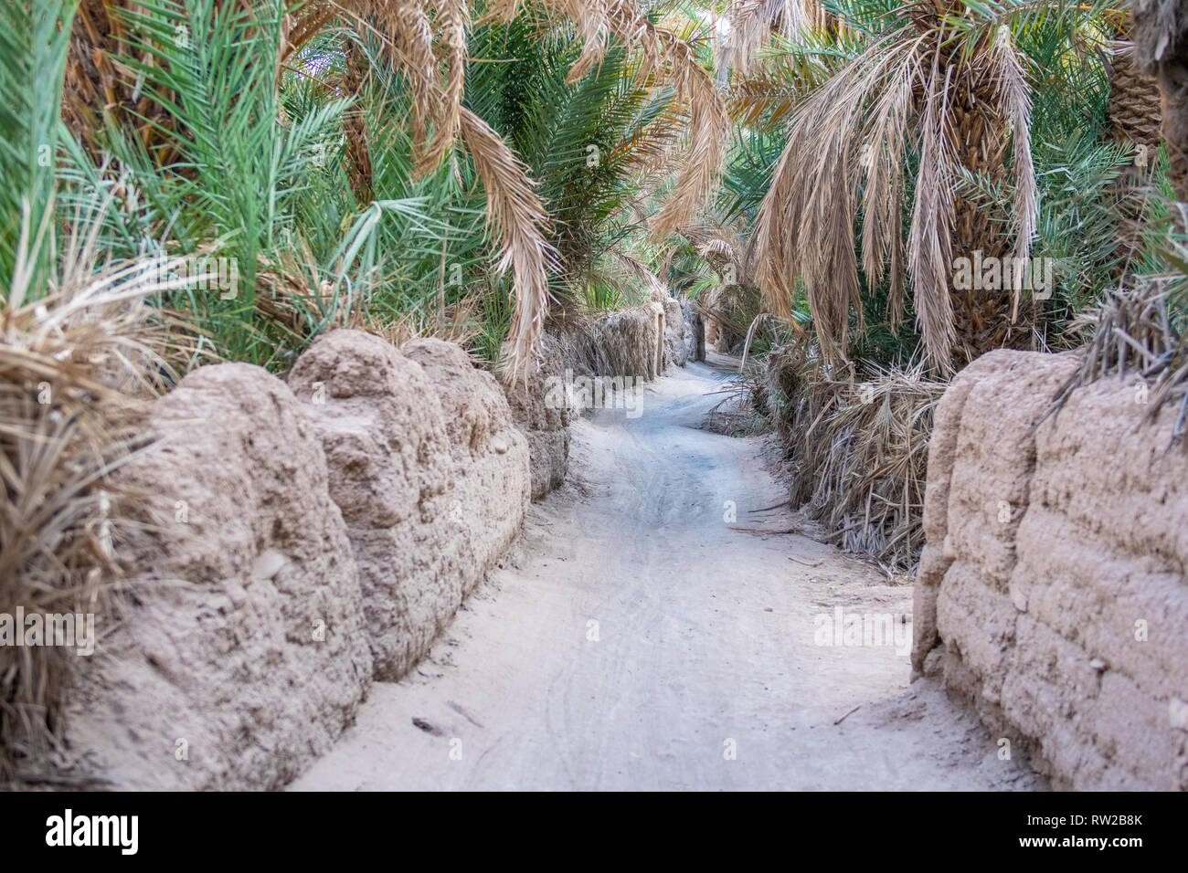 Irrigation System Between Palm Trees, Foum Zguid, Morocco Stock Photo