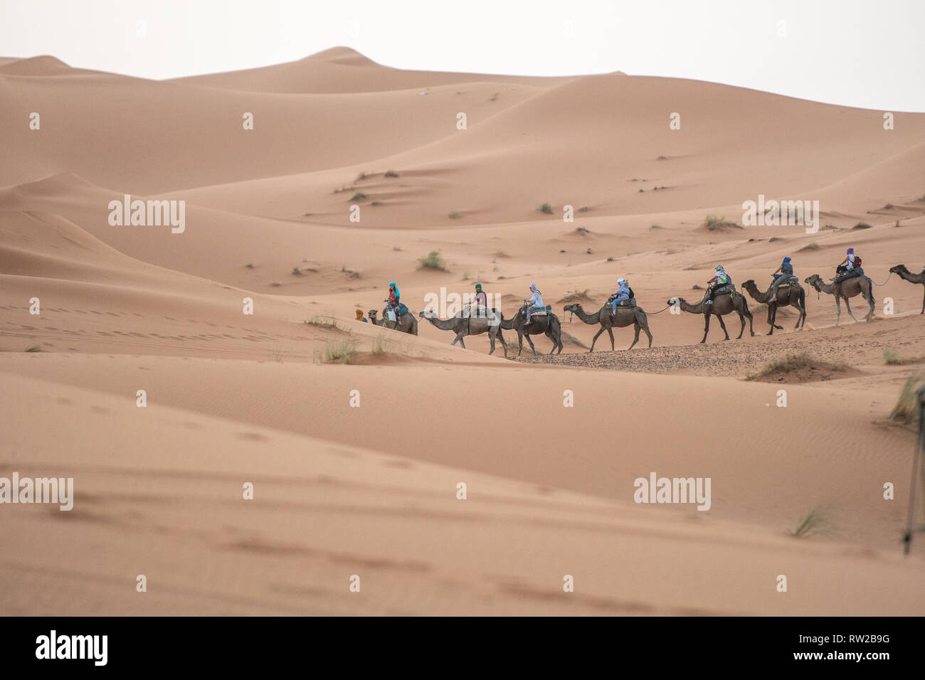Line of Travelers on Camel Among the Erg Chabbi Dunes, Merzouga, Morocco Sahara Desert Stock Photo