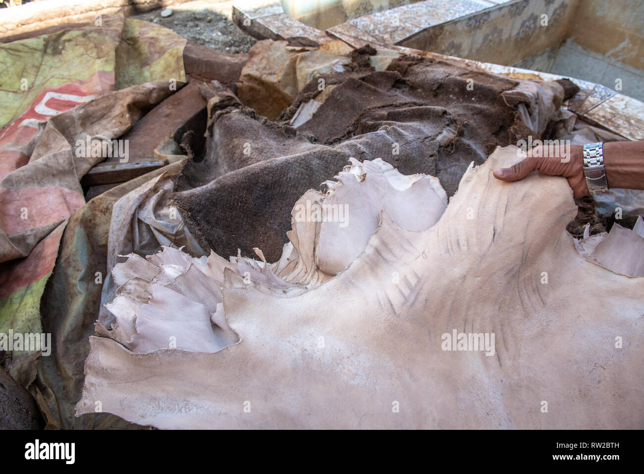 Man feels tanned leather hide at tannery, Marrekech, Morocco Stock Photo