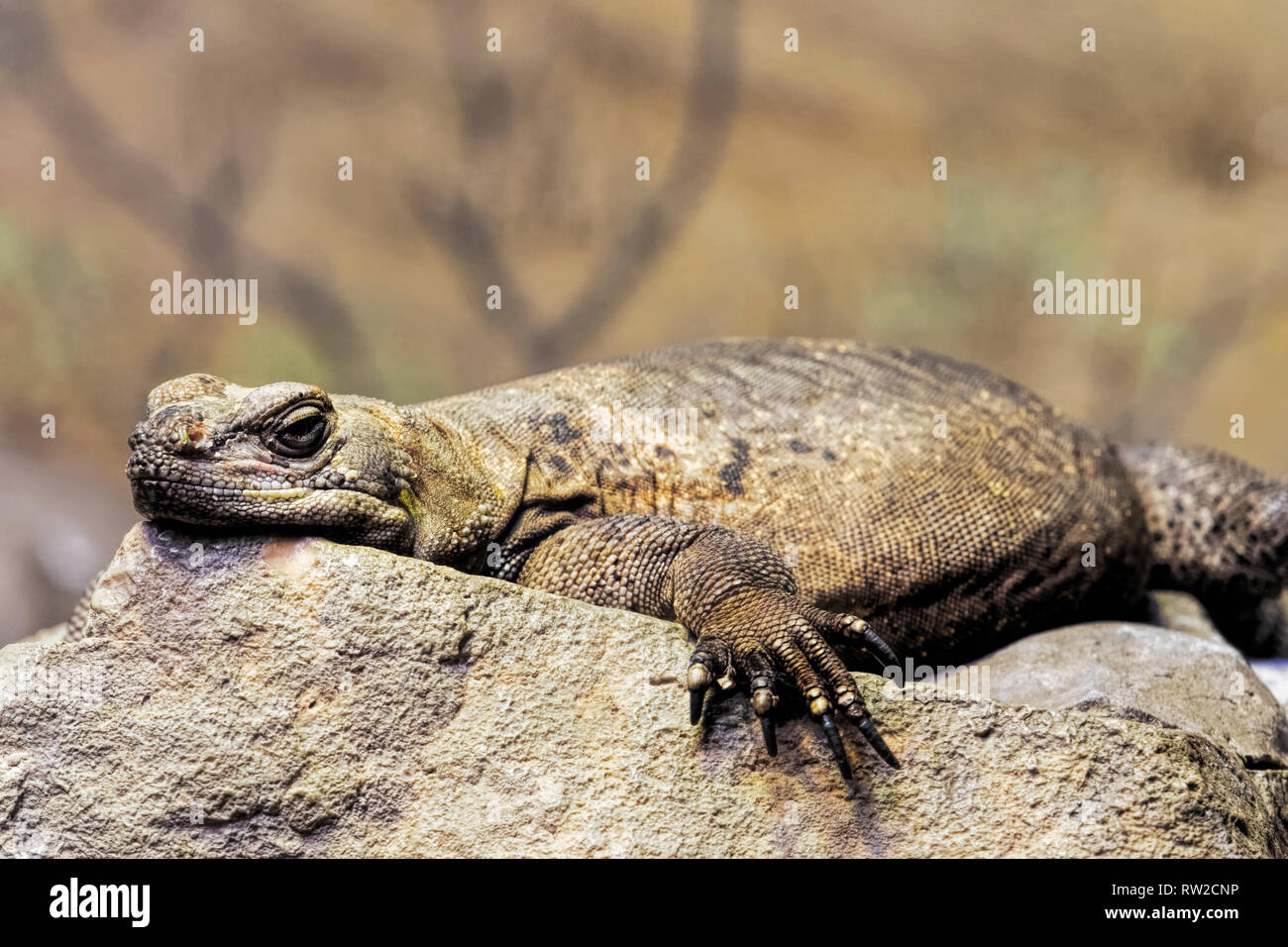 Chuckwalla,  Sauromalus ater are found primarily in arid regions of the southwestern United States and northern Mexico Stock Photo