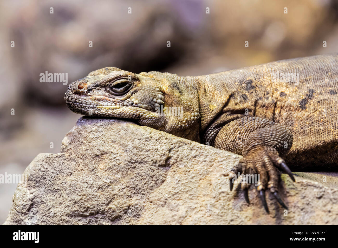 Chuckwalla,  Sauromalus ater are found primarily in arid regions of the southwestern United States and northern Mexico Stock Photo