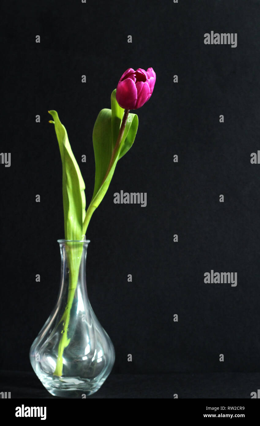 Glass Vase Black Background High Resolution Stock Photography And Images Alamy
