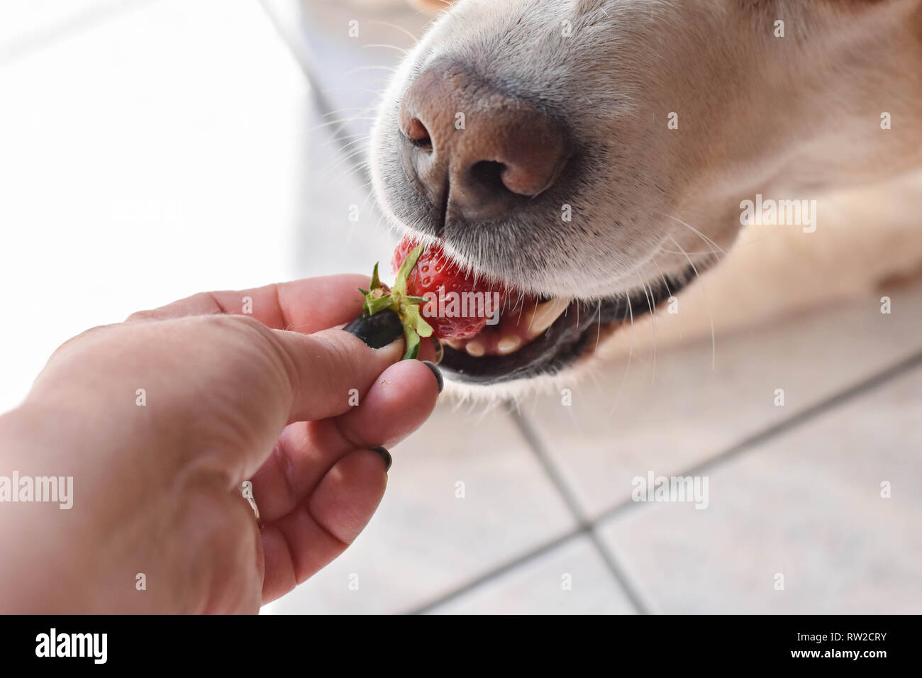 White Labrador retriever dog eating a strawberry fruit from owners hand