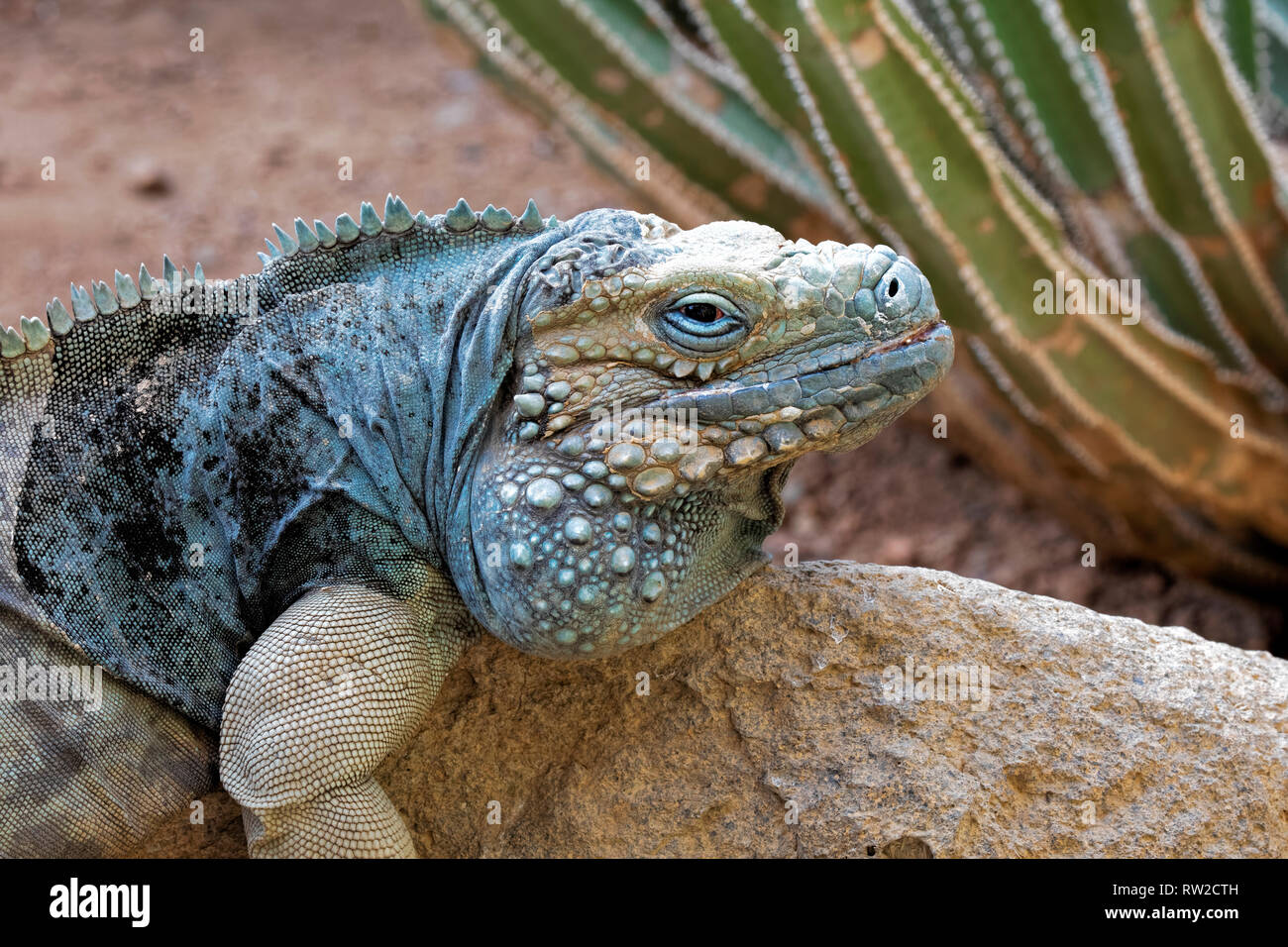 Grand Cayman Blue Iguana. Cyclura lewisi is an endangered species and is native to the Cayman islands Stock Photo