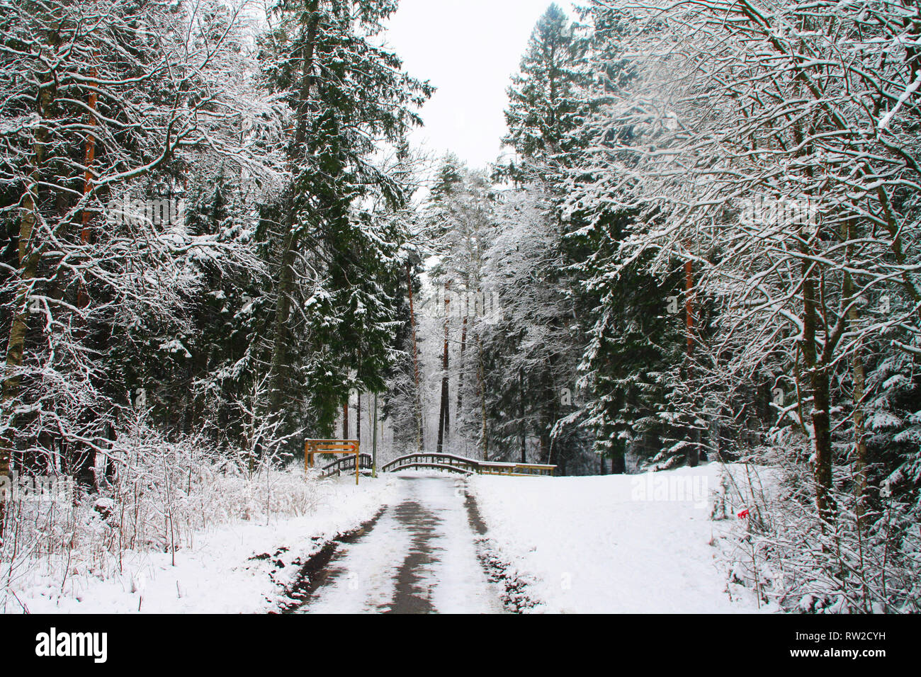 Idyllic winter forest landscape, Sweden Stock Photo