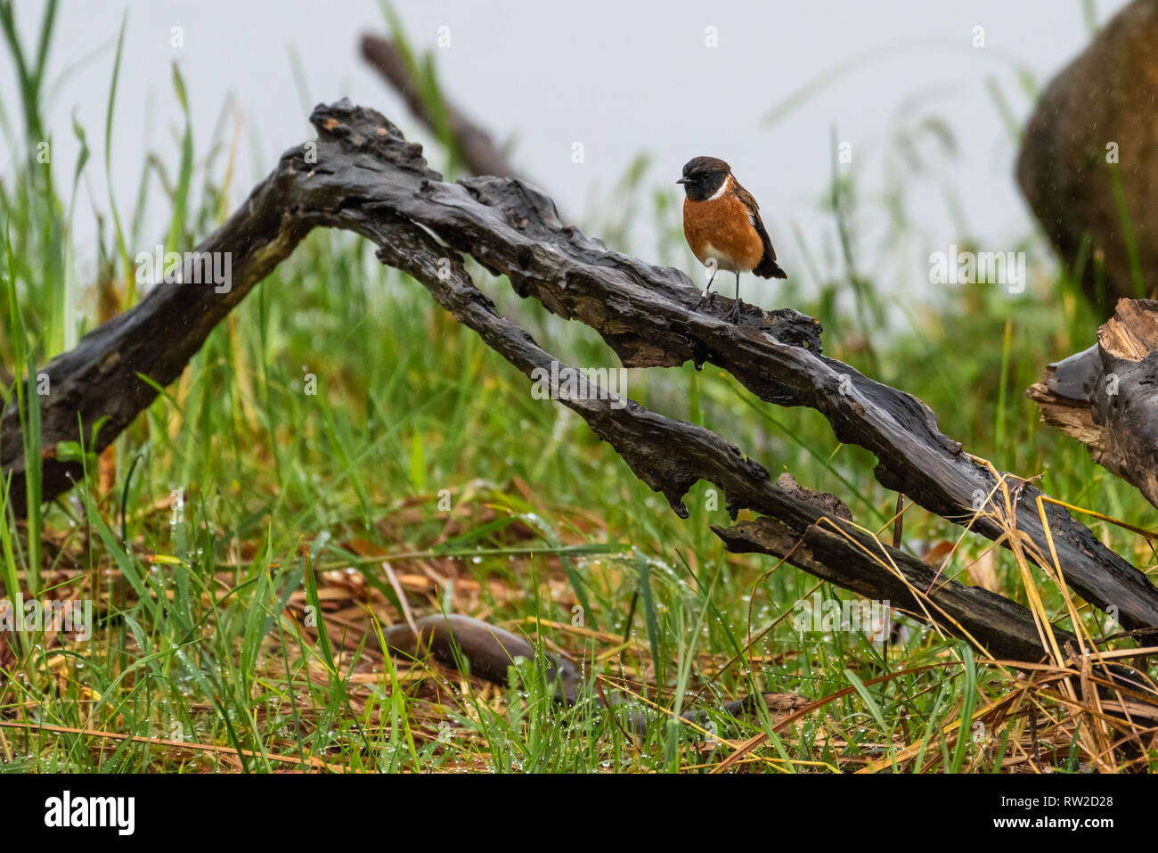 A Common Stonechat perched on wood on a rainy morning in the Natal Midlands, South Africa. Stock Photo