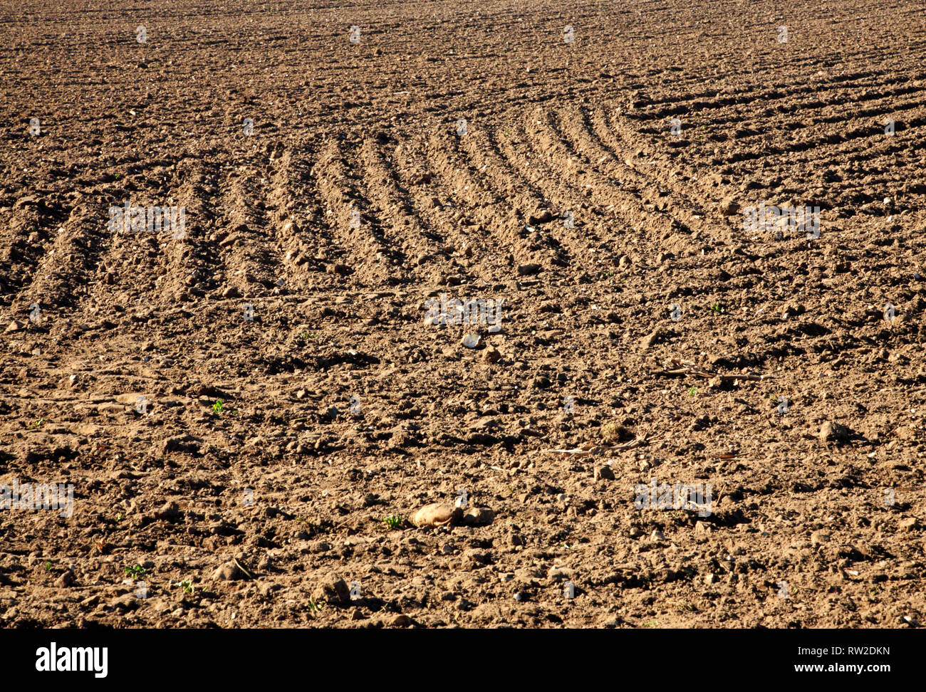 An abstract view of a field drilled in readiness for summer cropping at ...