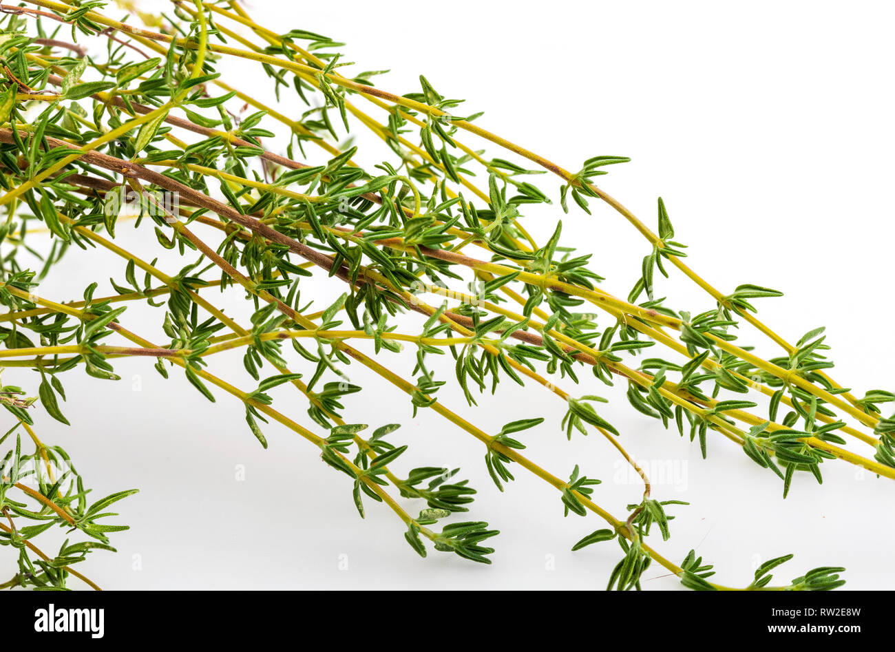 Bouquet of fresh and raw thyme. Isolated on white background. Ingredient of Mediterranean cuisine and healing home remedy. Home remedy healing, disinf Stock Photo
