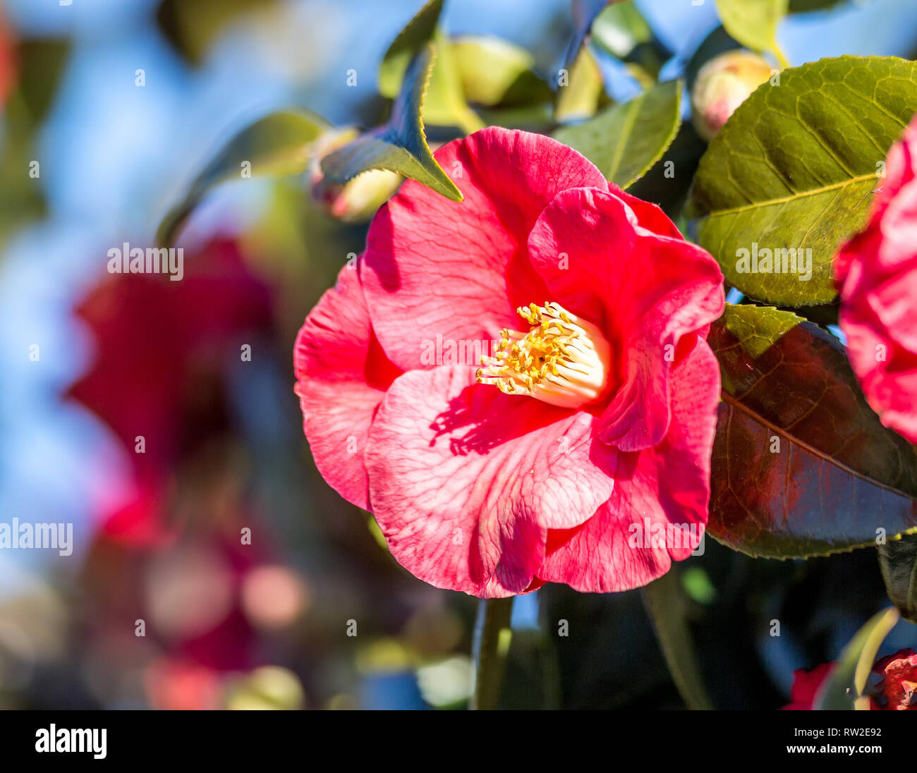 Camellia Plant blossom Stock Photo