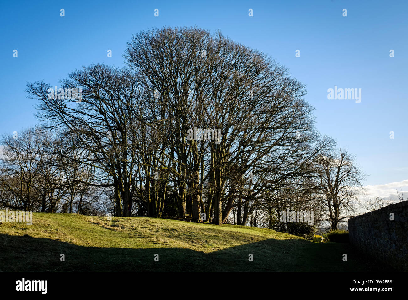 GROUP OF BEECH TREES IN WINTER Stock Photo
