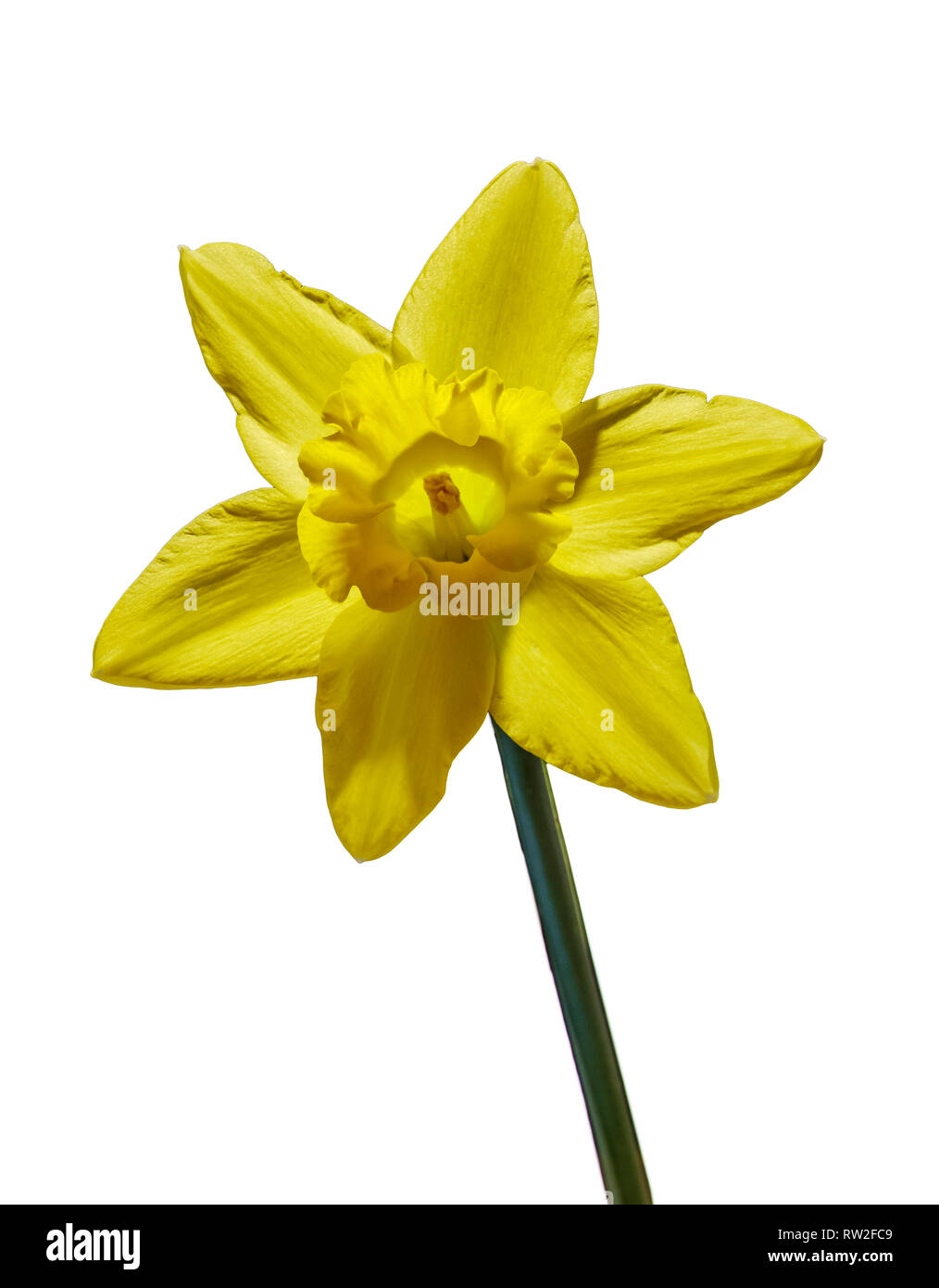 SINGLE DAFFODIL FLOWER ON CLEAR BACKGROUND. Stock Photo
