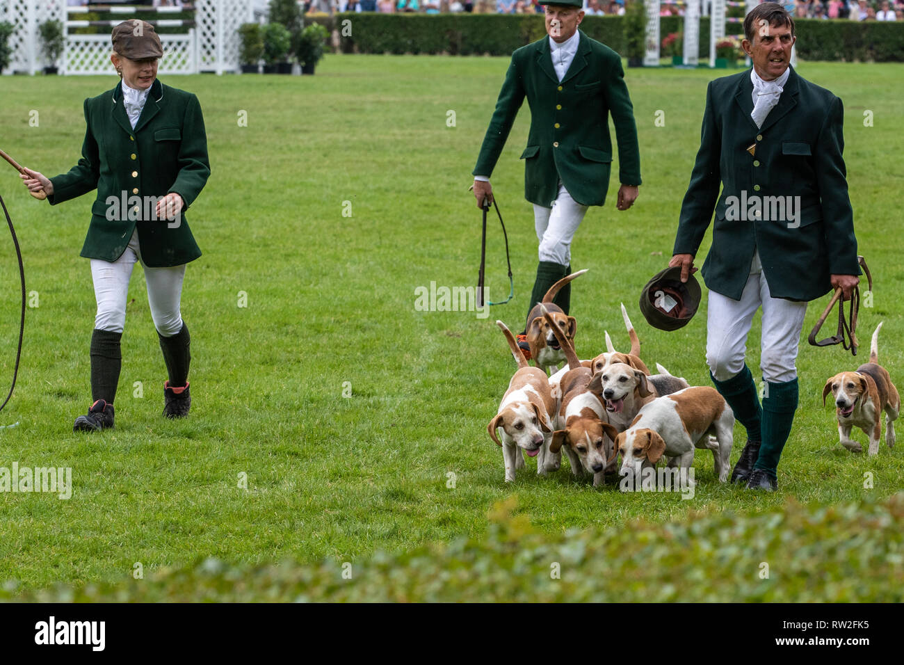 Harrogate, North Yorkshire, UK - July 12th, 2018: Hunt leaders led dozens of hounds into the main ring at the Great Yorkshire Show on 12th July 2018 a Stock Photo