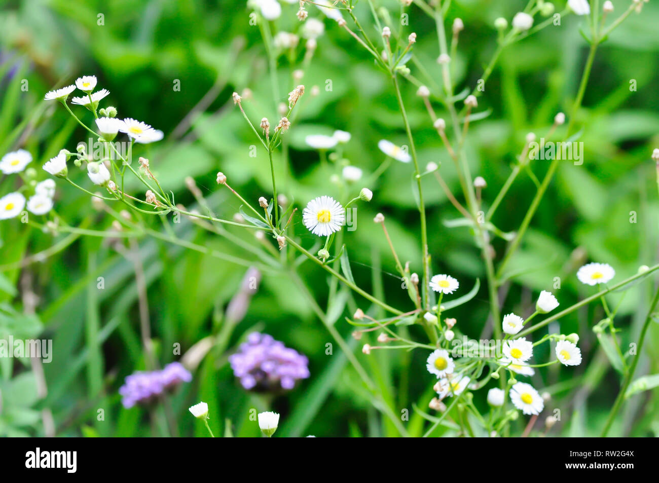 Daisy or Daisy flower and grass flower Stock Photo