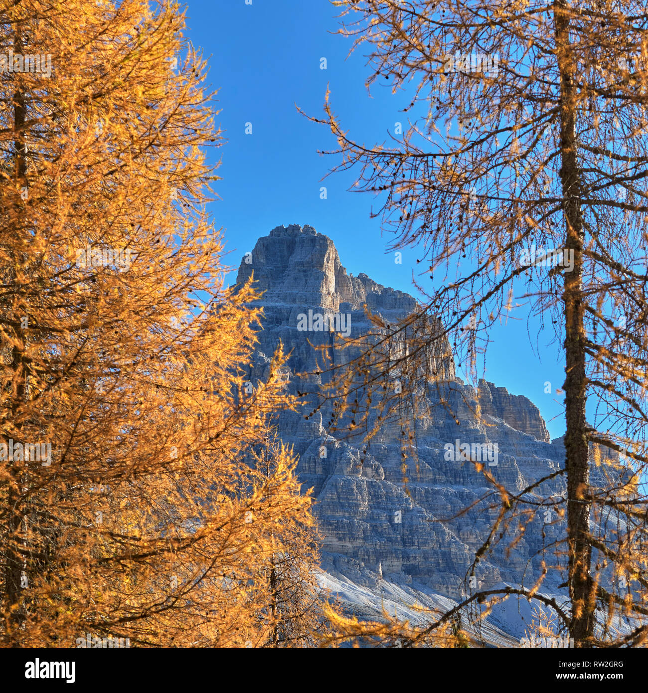 Tre Cime di Lavaredo and autumn larch trees, Dolomites, Misurina, Veneto, Italy Stock Photo