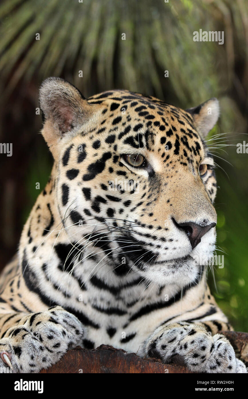 Jaguar Panthera onca Belize Stock Photo