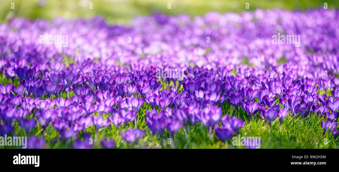 Flowering meadow in a park with many purple blooming crocuses (iris family) against the light in early spring, Germany Stock Photo