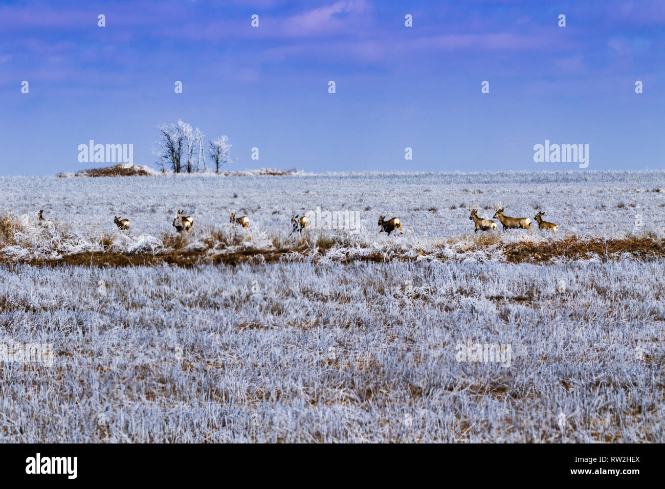 A herd of Mule Deer run across a frosted open field located in Scott City , Kansas 2019 Stock