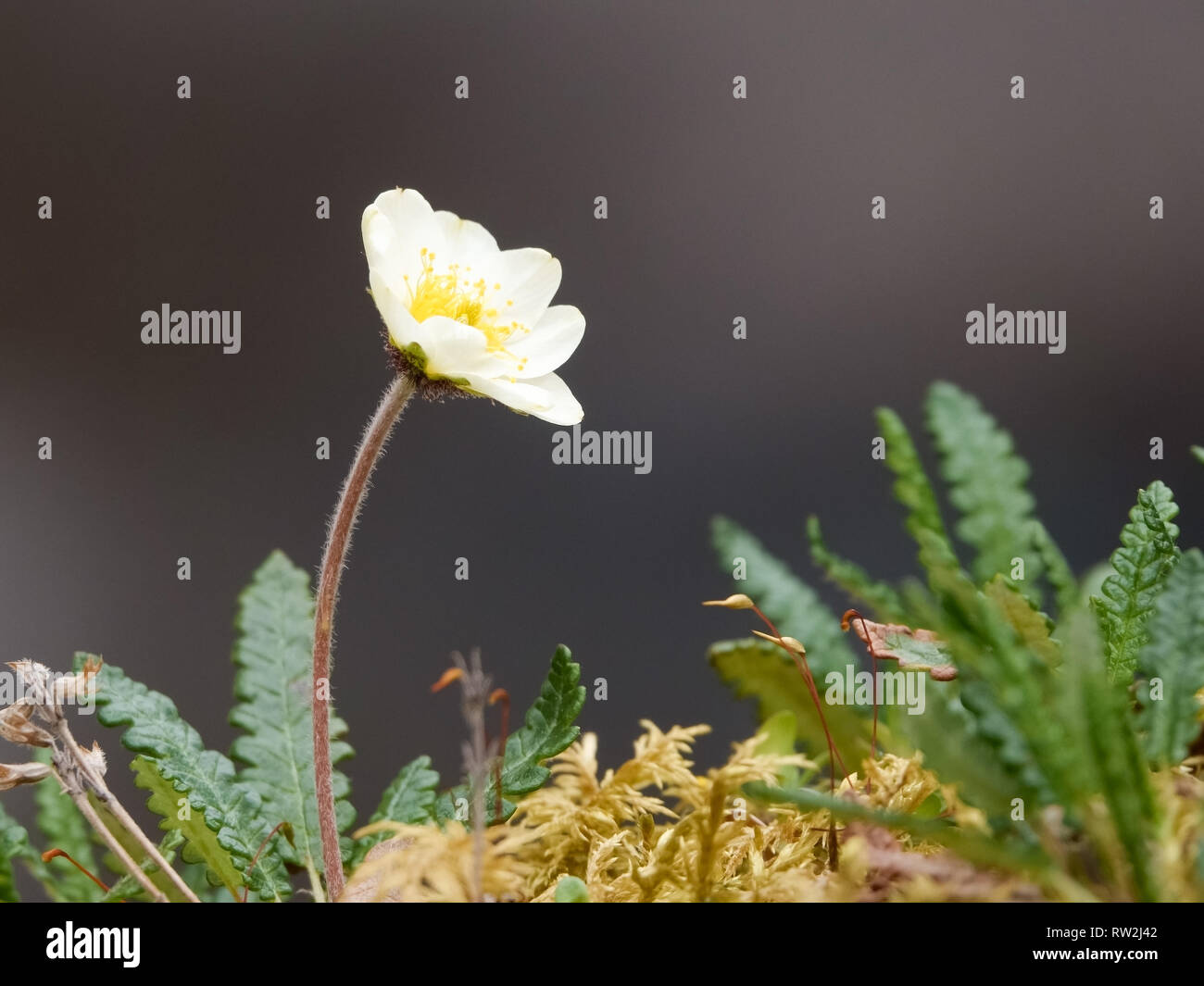 Early spring flowering plant Stock Photo - Alamy