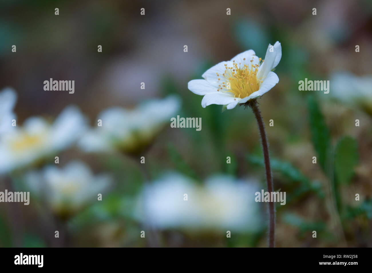 Early spring flowering plant Stock Photo Alamy