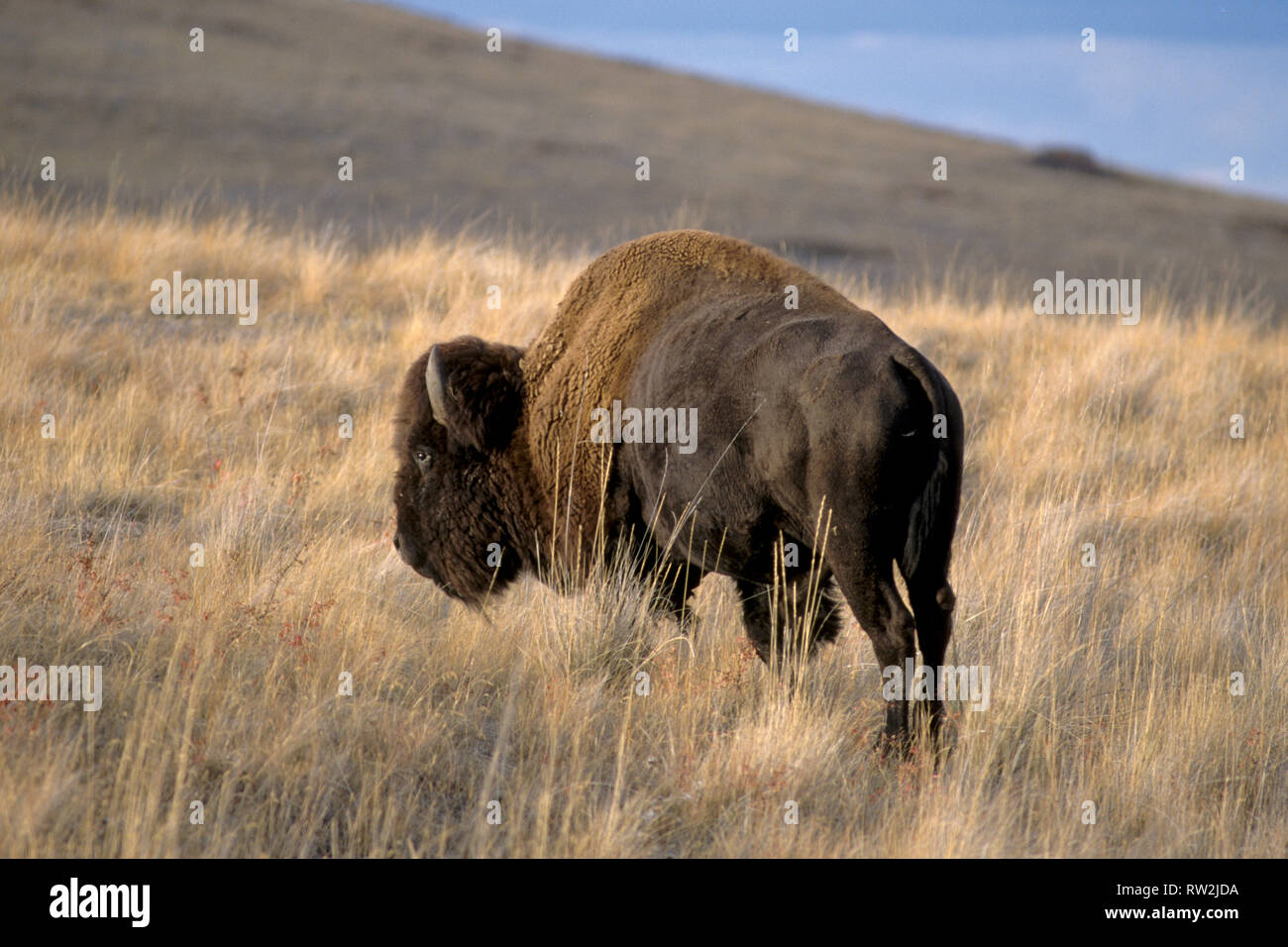American bison; National Bison Range, NW Montana Stock Photo Alamy