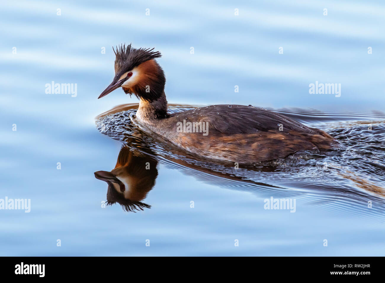 great crested grebe aquatic bird Stock Photo