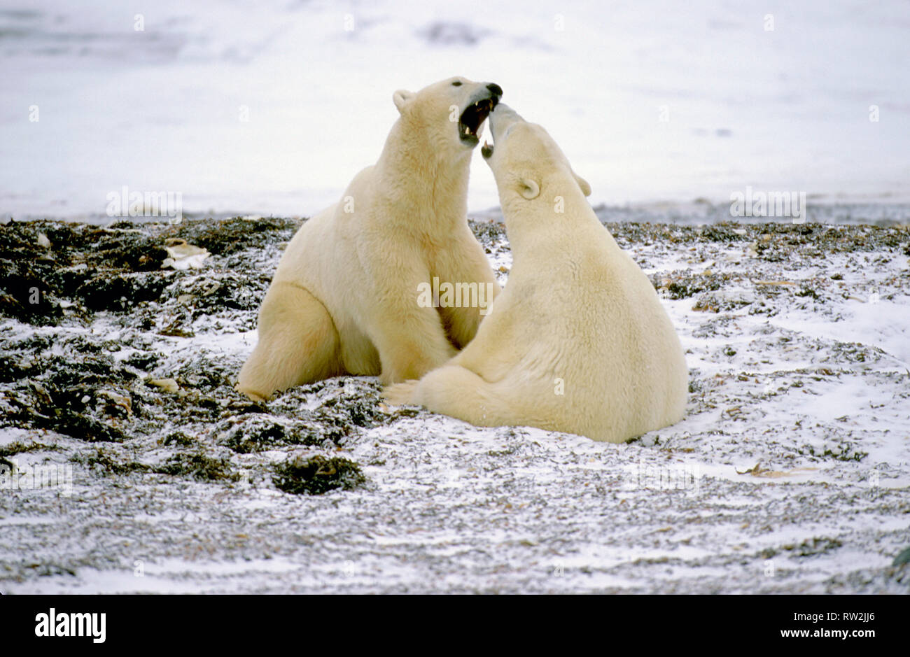 Polar bears (Ursus maritimus) playfighting on tundra near Churchill Manitoba CAN Stock Photo
