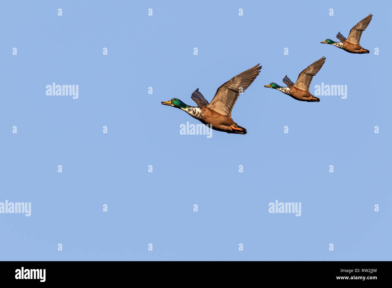 flying mallard ducks Stock Photo