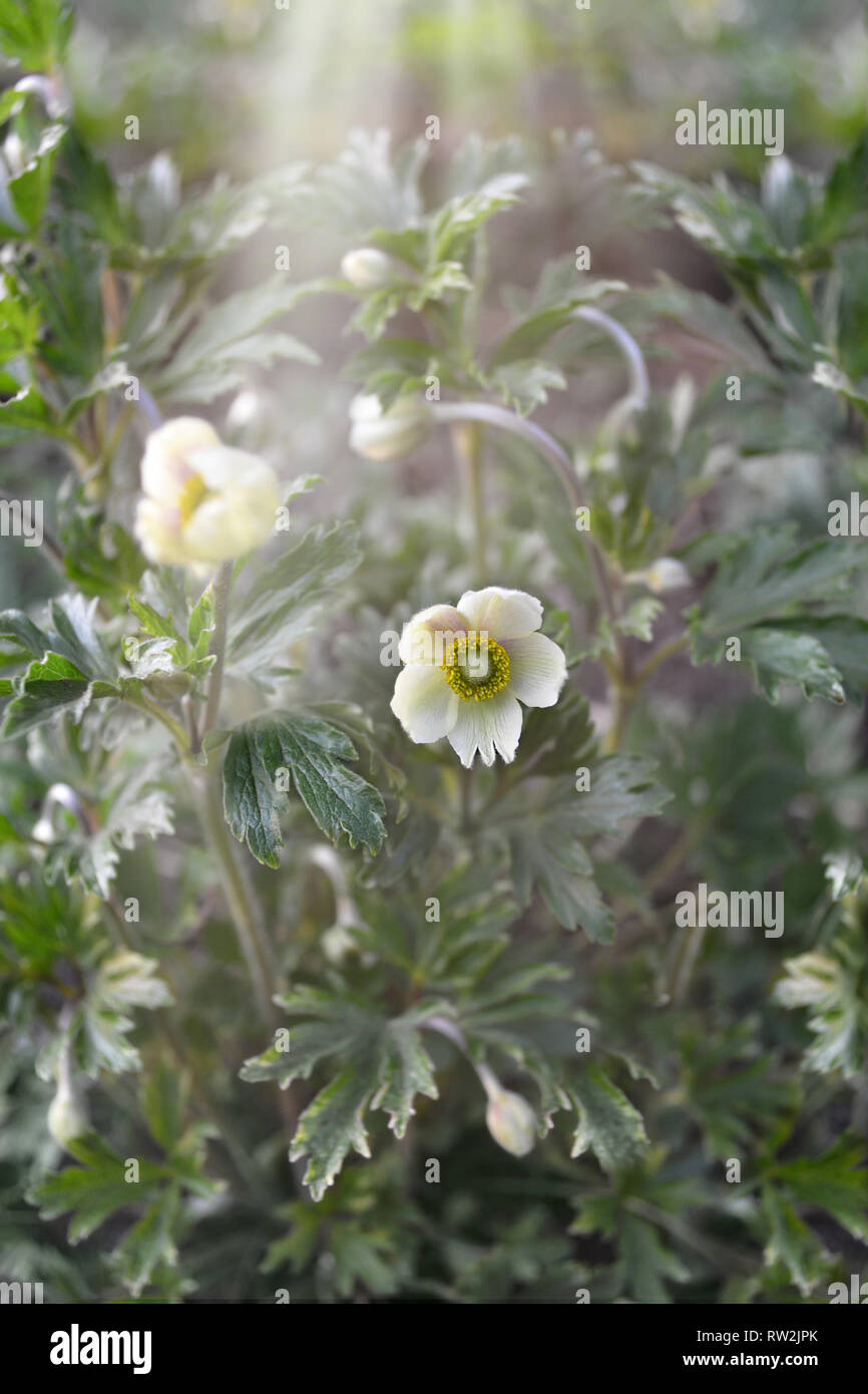 Wild anemones bloom in the spring in the forest. Selective focus Stock Photo