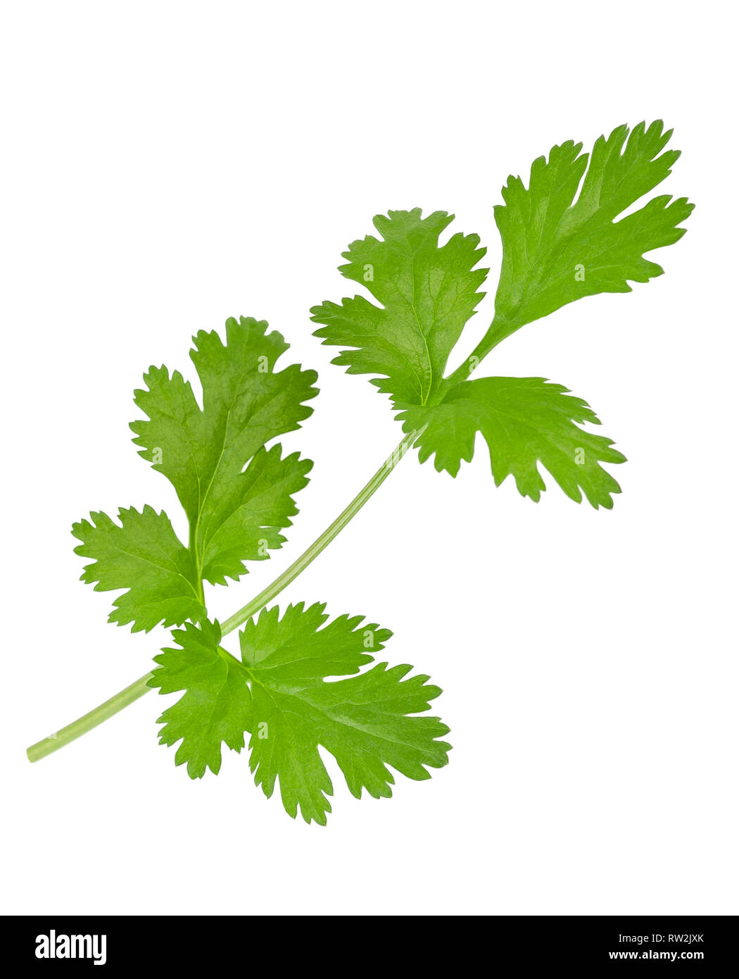 Coriander sprig isolated on white Stock Photo Alamy