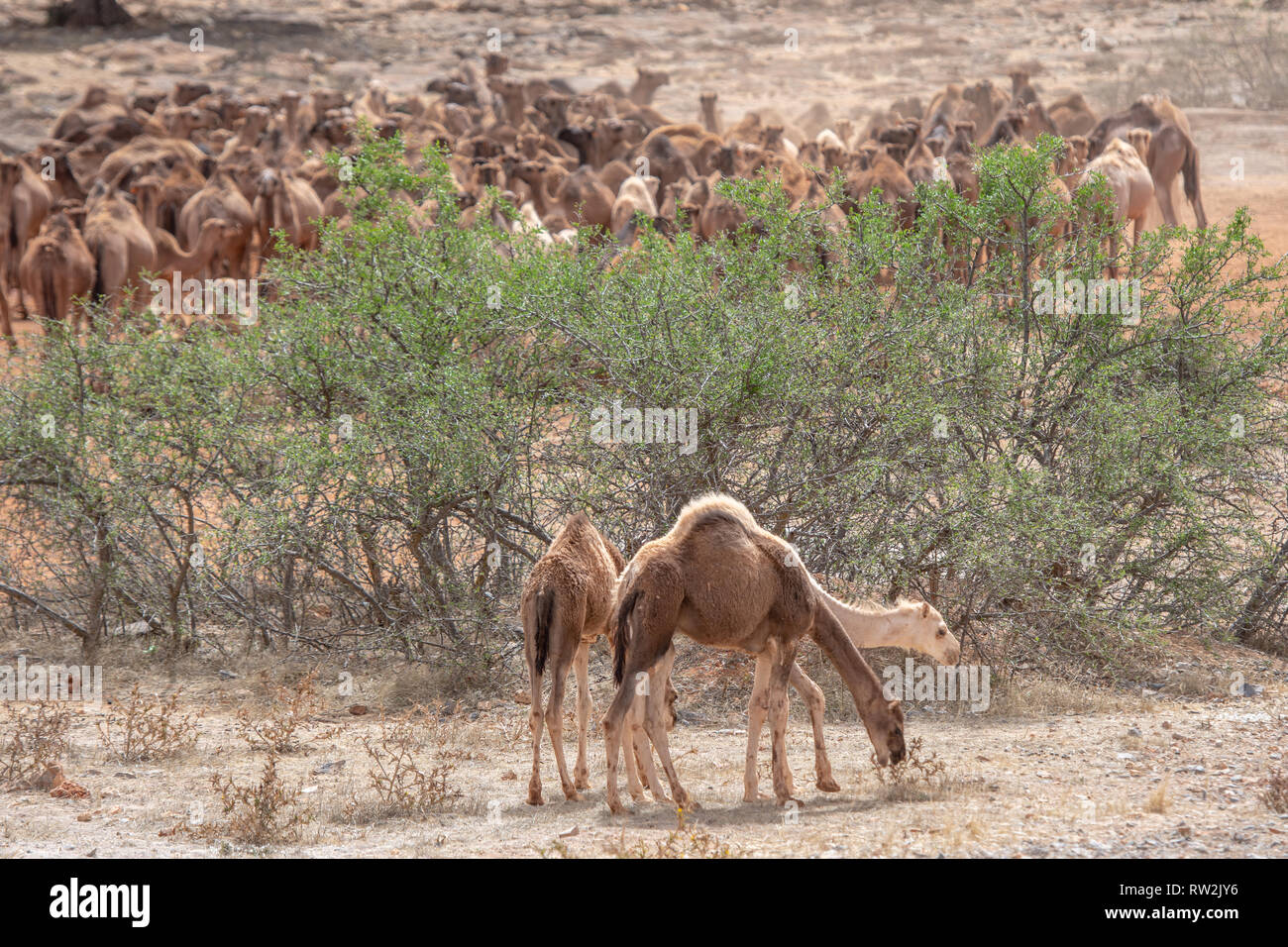 A pair of camels (Camelus) grazes on small shrubs, Guelmim, Guelmim province, Morocco. Stock Photo