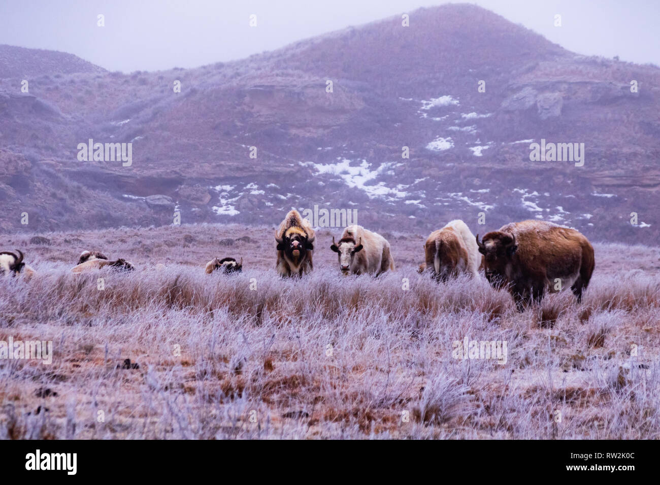 Albino bison hi-res stock photography and images - Alamy