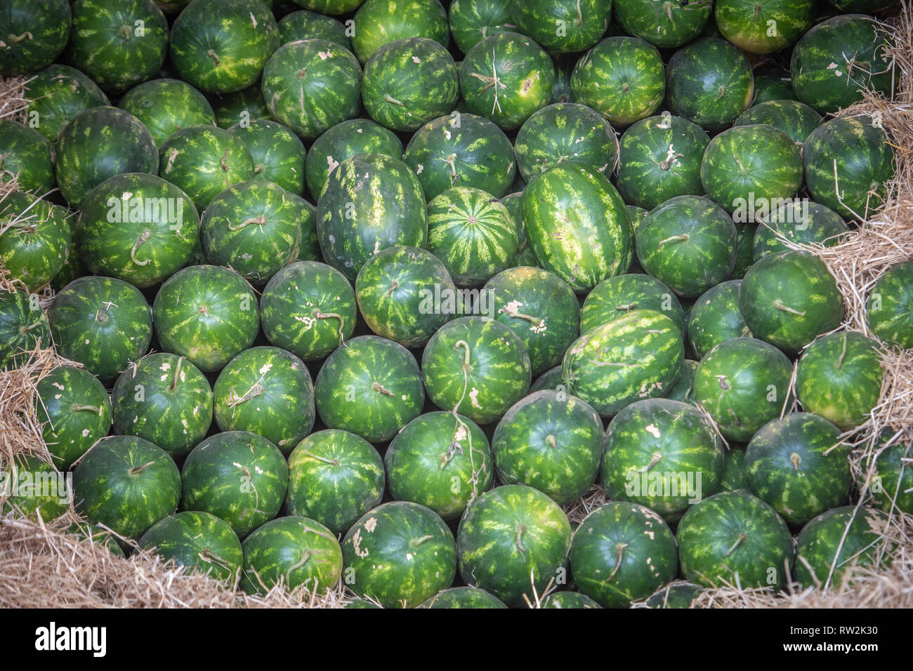 Pile of neatly placed  watermelons (Citrullus lanatus), Tighmert Oasis, Morocco Stock Photo