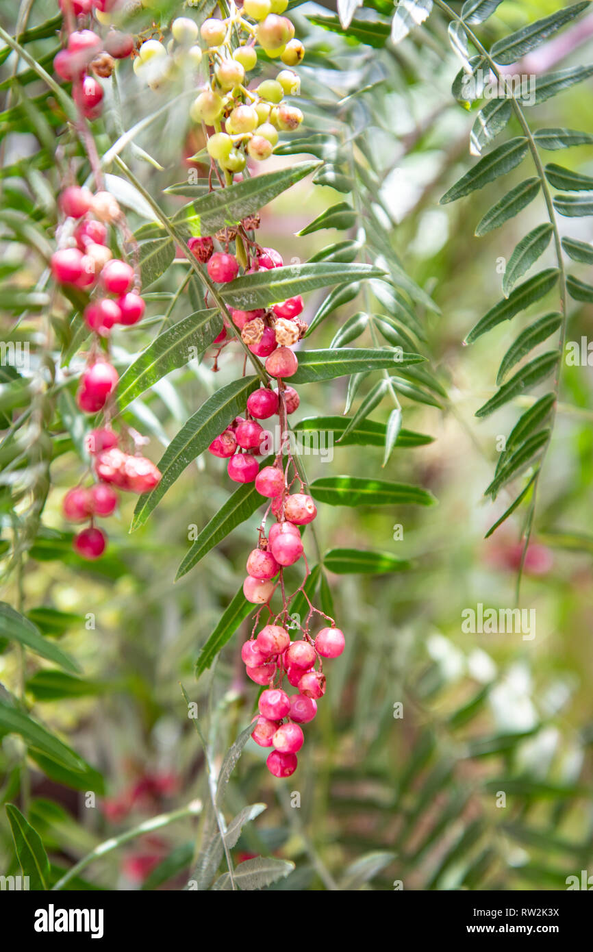 Pink peppercorns (Schinus molle) grow on branches of Peruvian peppertree,  Tighmert Oasis, Morocco Stock Photo
