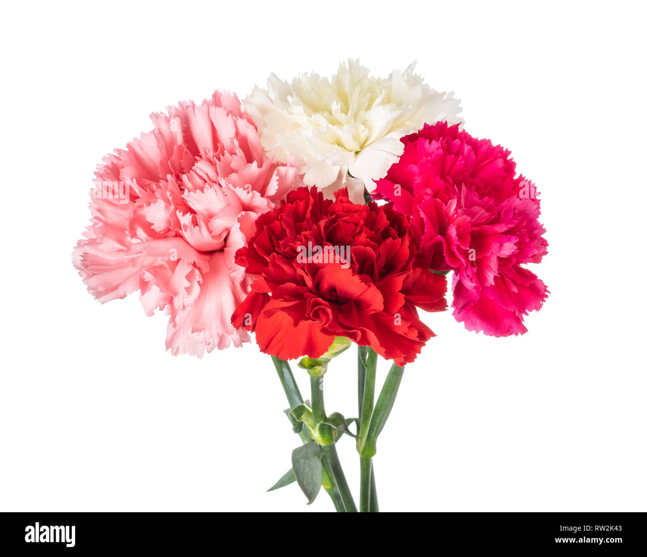 Carnation bouquet isolated on white background Stock Photo