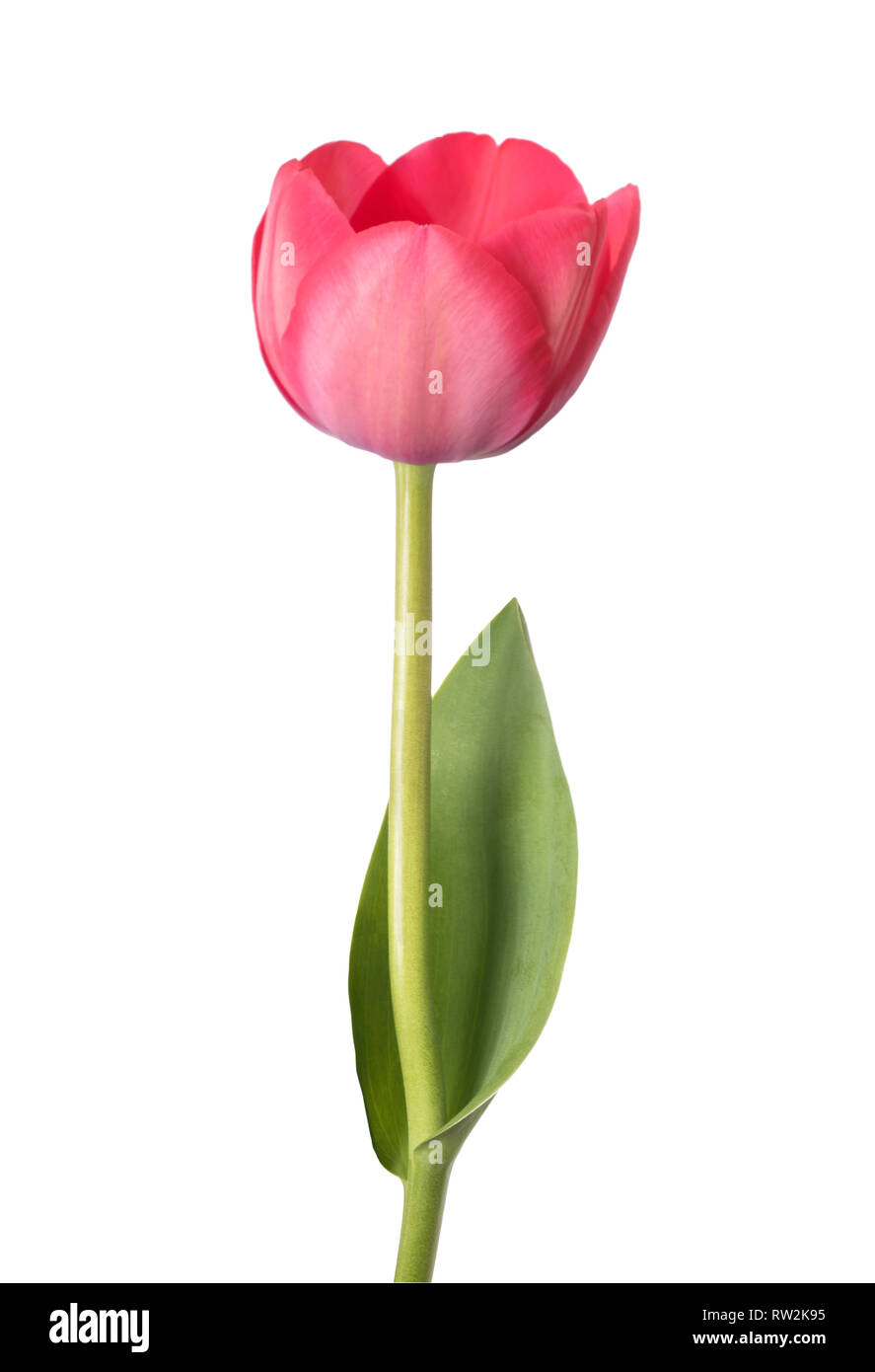Pink tulip flower isolated on white background Stock Photo - Alamy