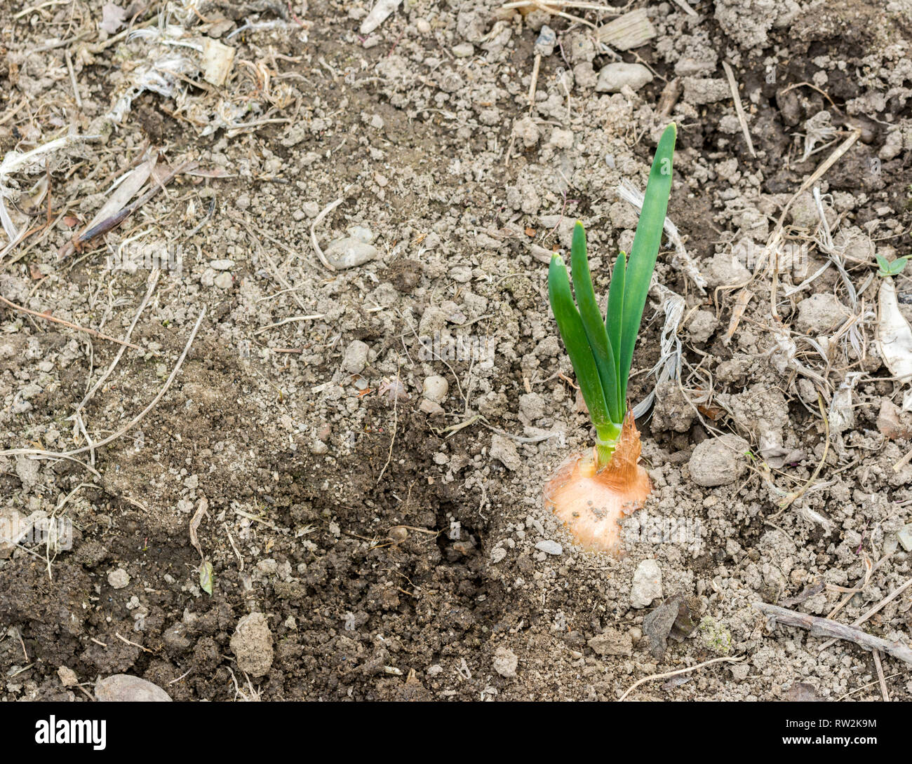 Young green onion sprouted on the field New life cycle Stock Photo