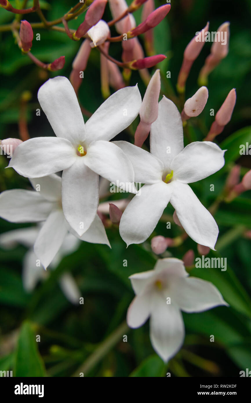 Jasmine flower (Jasminum officinale), blooming with green leaves background Stock Photo