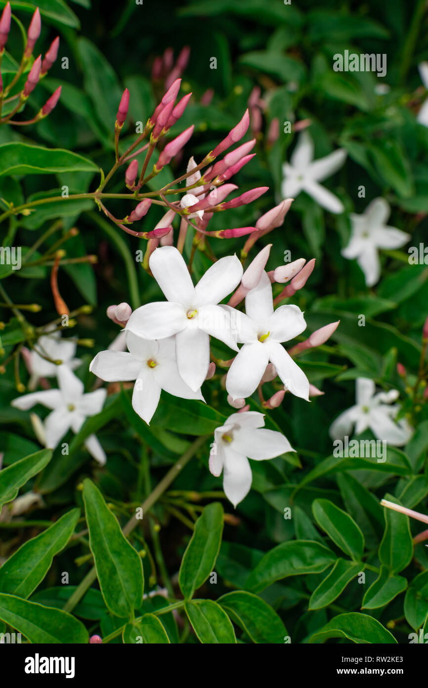 Jasmine flower (Jasminum officinale), blooming with green leaves