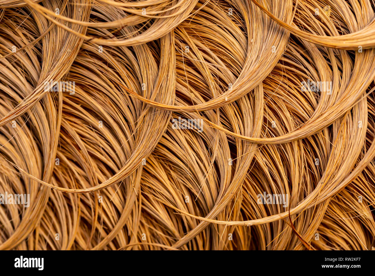 Very close-up photograph of light brown curved pony hair Stock Photo