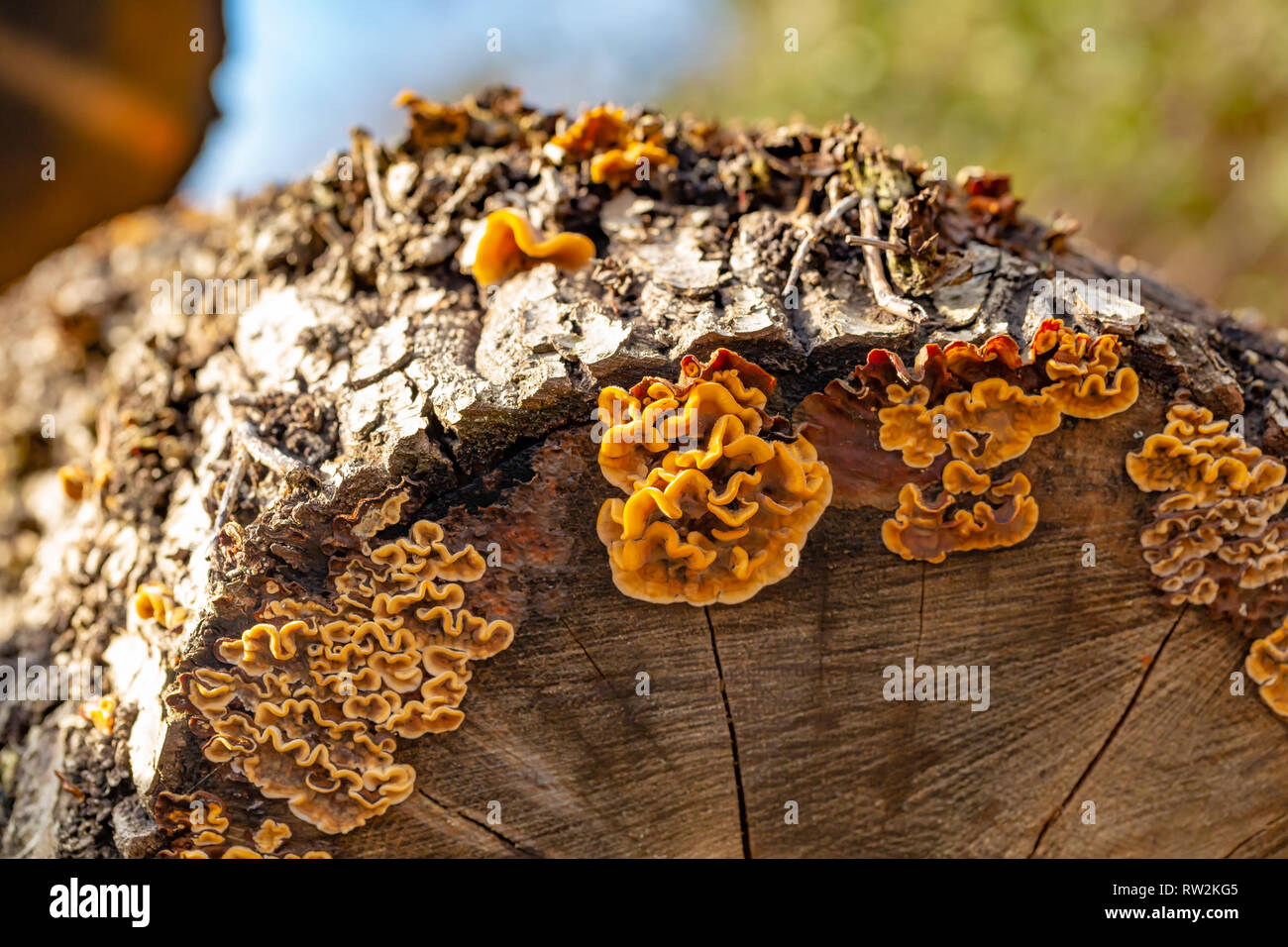 Close-up photograph of Hairy curtain crust (Stereum hirsutum) found on cut cross-section of Pine log. Stock Photo