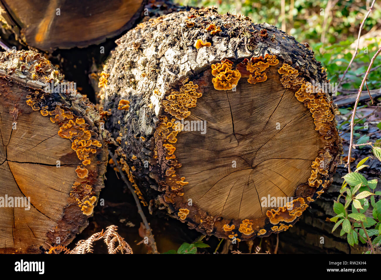 Hairy curtain crust growing on stacked lengths of cut logs, majority of fungus forming a perfect circle on sides. Stock Photo