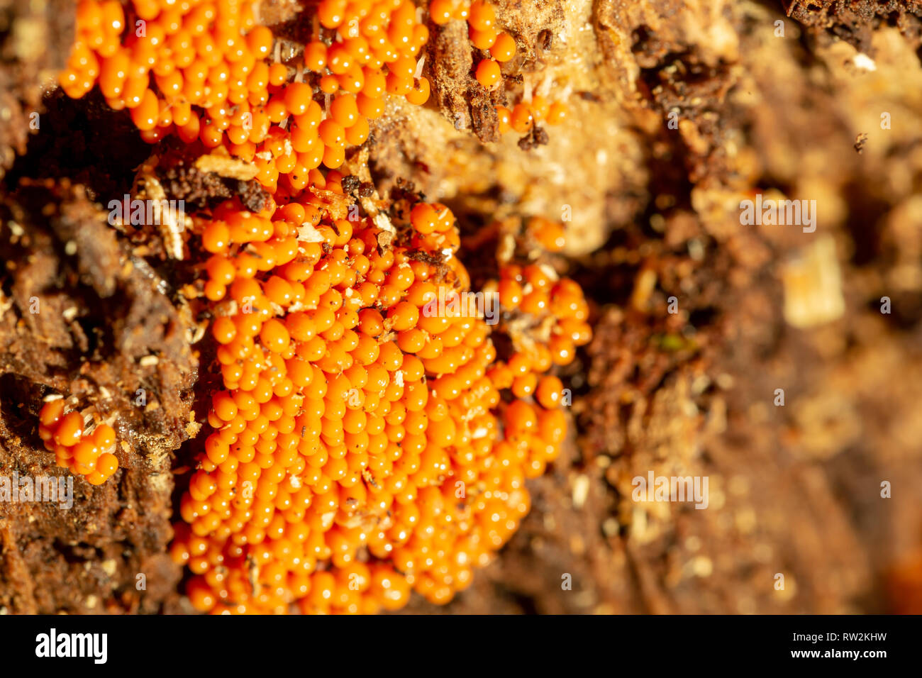Creative close-up photograph of Yellow spot fungus (Nectria peziza) crowded together on side of dead tree trunk with selective focus. Stock Photo