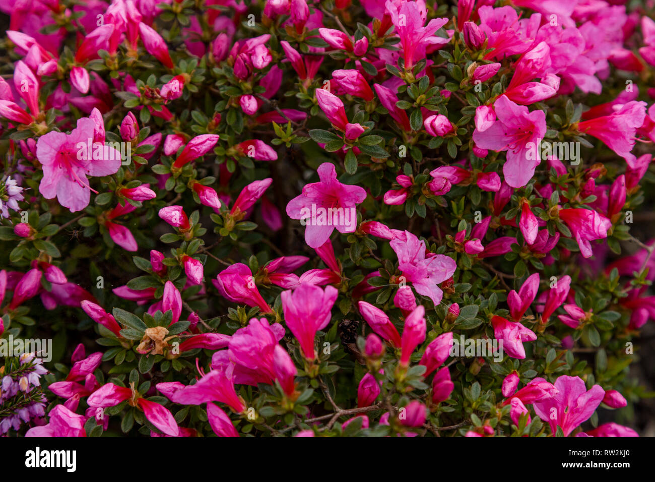A deep pink azalea shrub in full flower. Stock Photo
