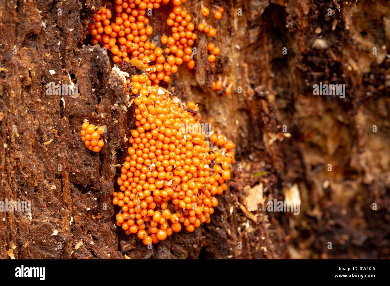Close-up photograph of Yellow spot fungus (Nectria peziza) crowded together on side of dead tree trunk. Stock Photo